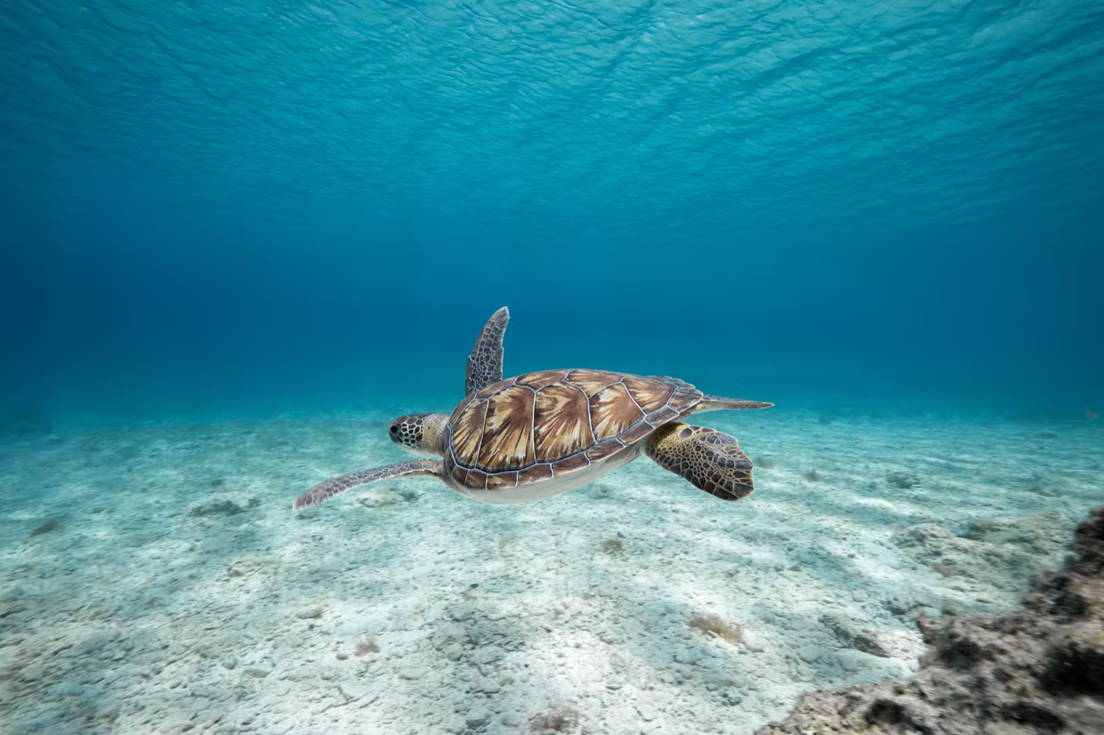 Green sea turtle scouting the shallows of Protaras Cyprus