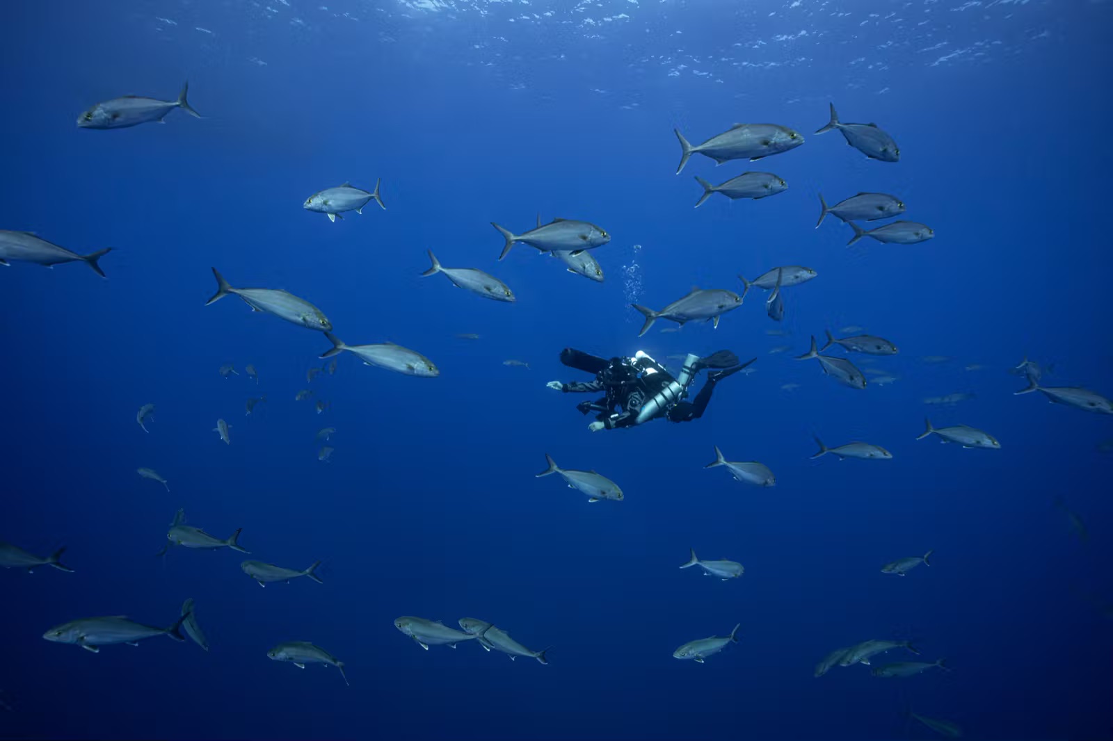 Imad Farhat surrounded by school of jacks underwater on expedition dive Lampedusa Italy